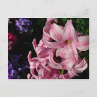 Postal Floral de primavera de Hyacint rosado