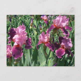 Postal Floral de primavera de irisis moradas