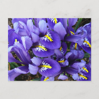 Postal Floral de primavera de irlandeses azules en miniat