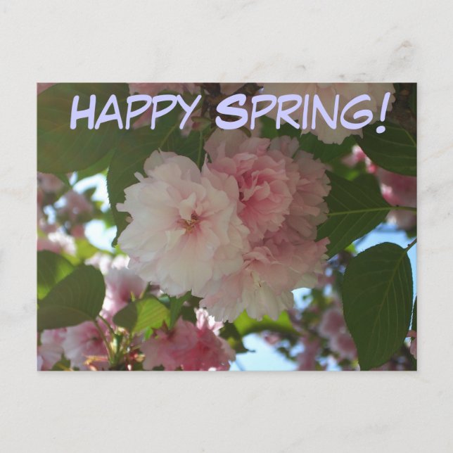 Postal Floral de primavera del árbol de cerezo doble flor (Anverso)