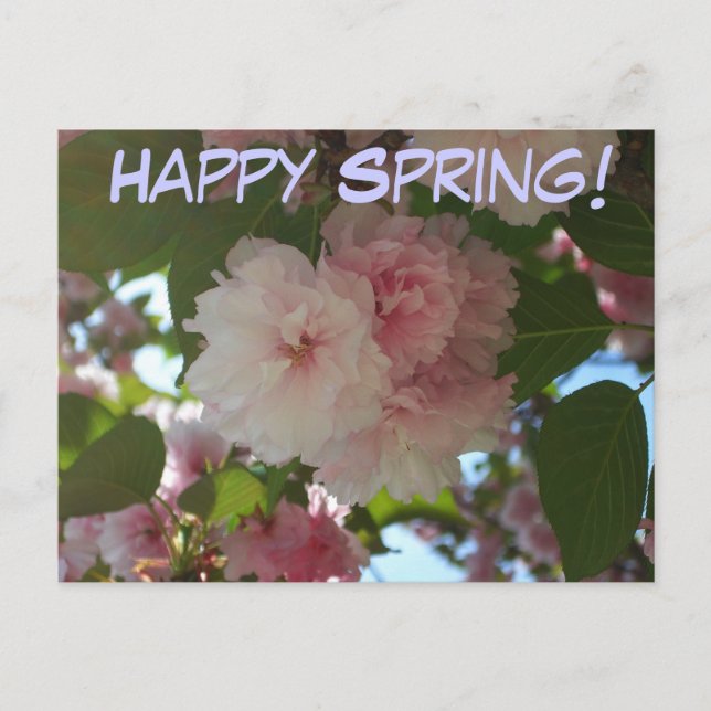 Postal Floral de primavera del árbol de cerezo doble flor (Anverso)