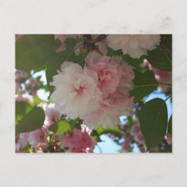 Postal Floral de primavera del árbol de cerezo doble flor