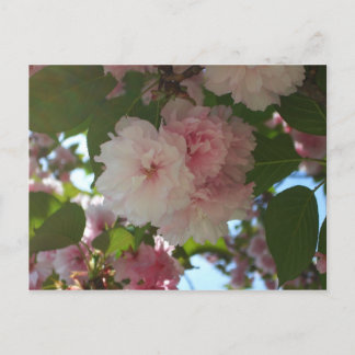 Postal Floral de primavera del árbol de cerezo doble flor
