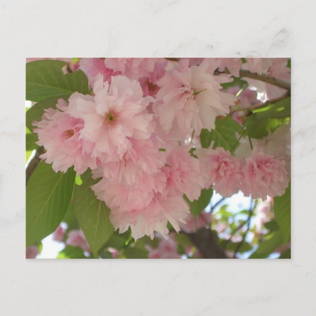 Postal Floral de primavera del árbol de cerezo II con dob (Anverso)