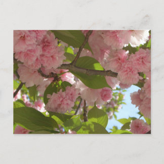 Postal Floral de primavera del árbol de cerezo III con do