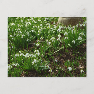 Postal Floral de primavera (Galanthus)