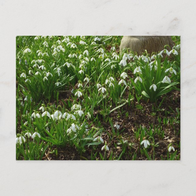 Postal Floral de primavera (Galanthus) (Anverso)