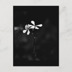 Postal floral en blanco y negro minimalista