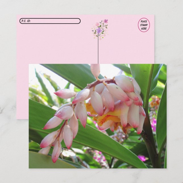 Postal floral floral de jengibre de Shell de postt (Anverso / Reverso)