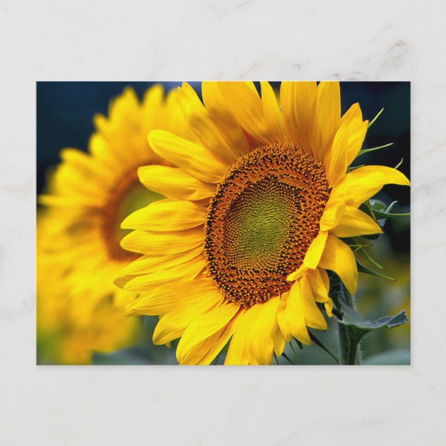 Postal Floral girasoles amarillos - Hola, Amor, Gracias (Anverso)