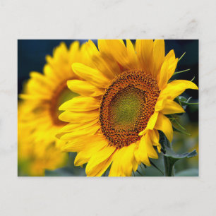 Postal Floral girasoles amarillos - Hola, amor, gracias