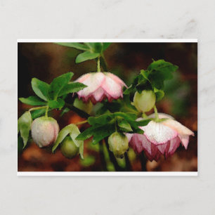 Postal Floral - Hellebores rosados