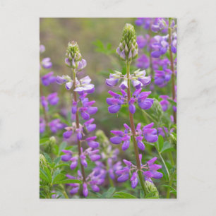 Postal floral lupina
