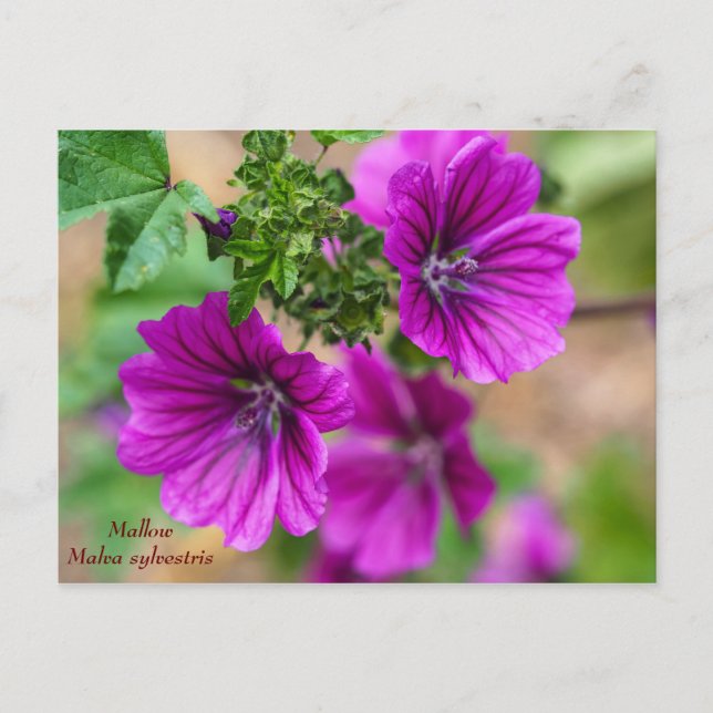 Postal floral malva morada (Anverso)