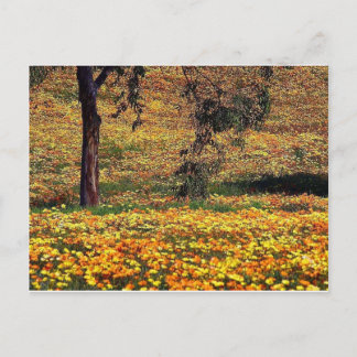 Postal Floral Meadow