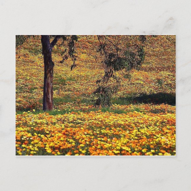 Postal Floral Meadow (Anverso)