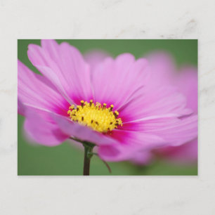Postal Floral rosa