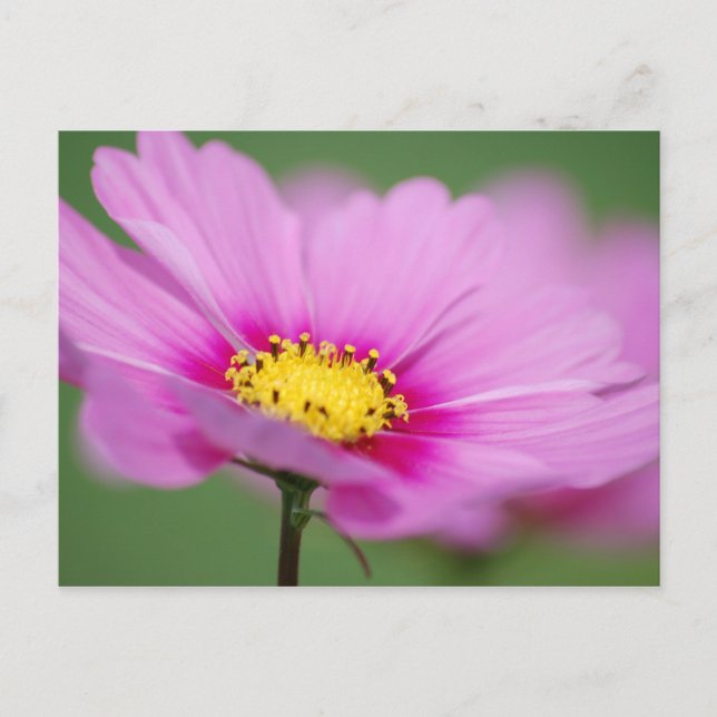 Postal Floral rosa (Anverso)