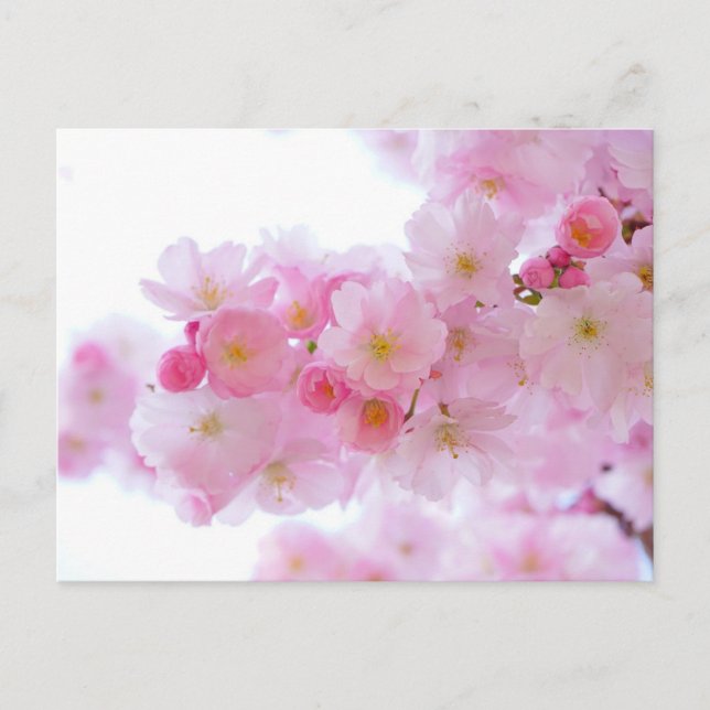 Postal floral rosa (Anverso)