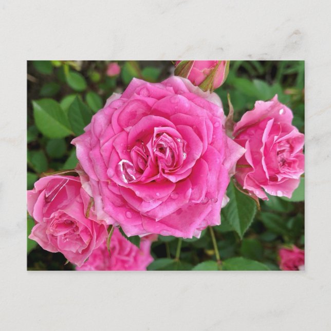 Postal Floral rosa (Anverso)