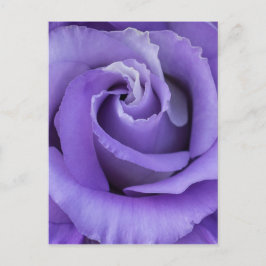 Postal floral Rosa púrpura
