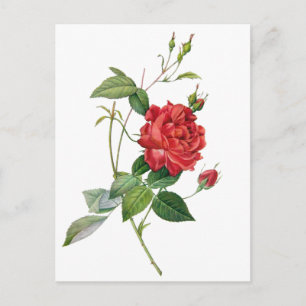 Postal floral rosa rojo vintage