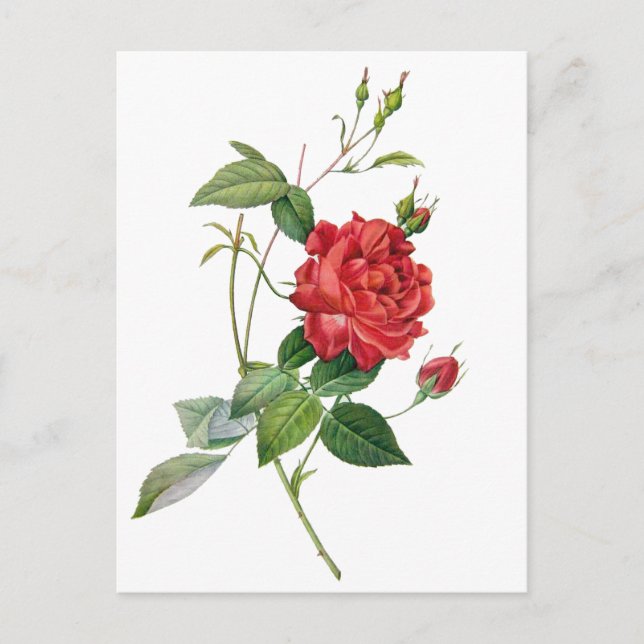 Postal floral rosa rojo vintage (Anverso)