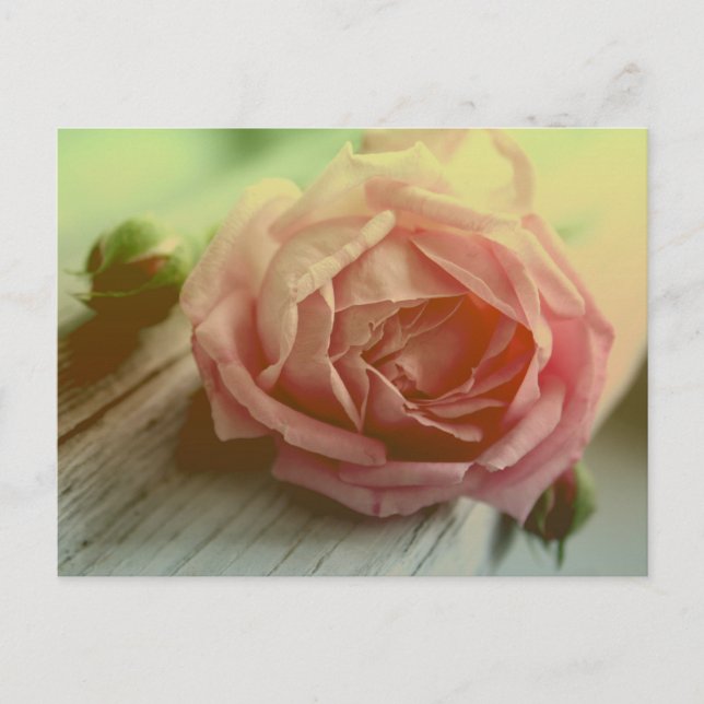 Postal floral rosa rosa rosa vintage (Anverso)