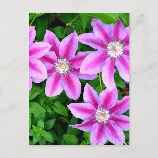 Postal Floral rosa silvestre Oregano vegetación botánica (Anverso)