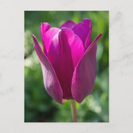 Postal floral rosada con flor de tulipán