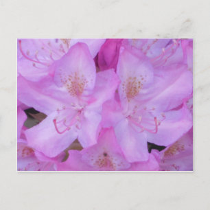 Postal floral rosada vibrante