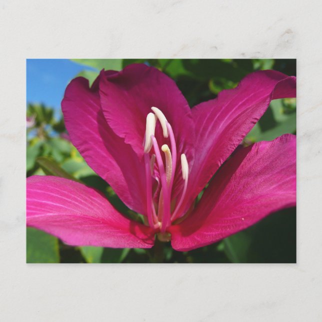 Postal Floral tropical (Anverso)