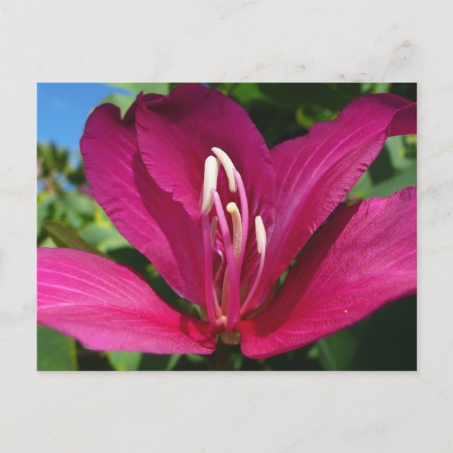 Postal Floral tropical (Anverso)