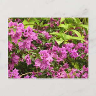 Postal Floral Tropical Morada Bougainvillea