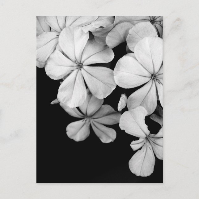 Postal Florales en blanco y negro (Anverso)