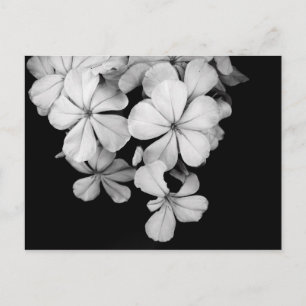 Postal Florales en blanco y negro