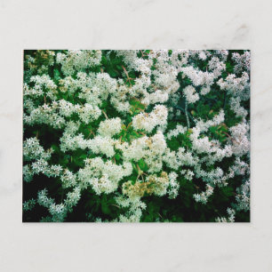 Postal Floras blancas