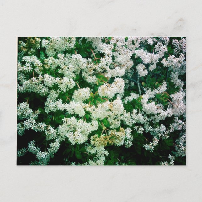 Postal Floras blancas (Anverso)