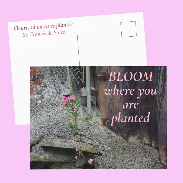 Postal Florece Donde Estás Plantada Floral Rosa (Subido por el creador)