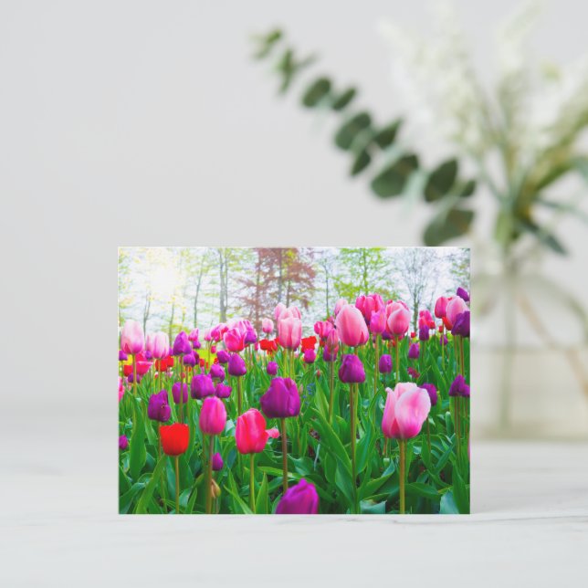 Postal Florecen las flores de tulipán en primavera (Anverso de pie)