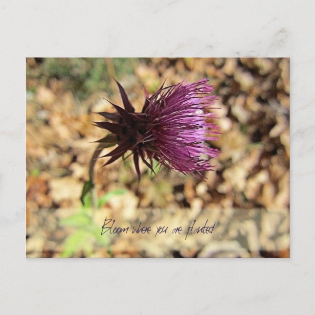 Postal Florecer... (Anverso)