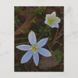 Postal florecer en blanco