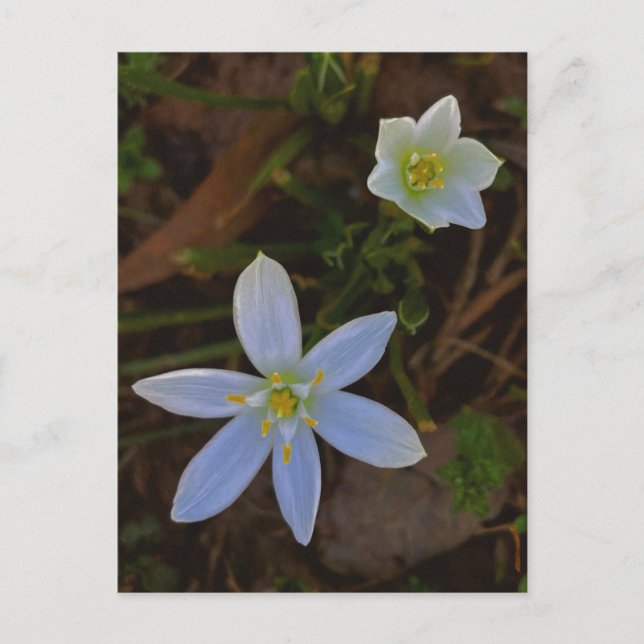 Postal florecer en blanco  (Anverso)