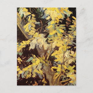 Postal Florecientes ramas de Acacia por Vincent van Gogh