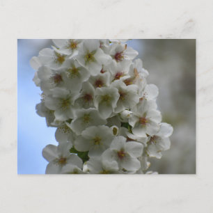 Postal Florecimiento