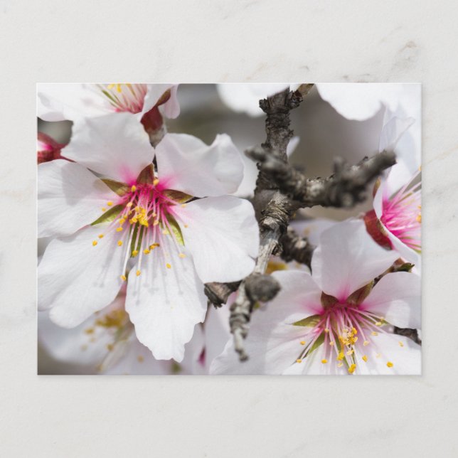 Postal Florecimiento de almendra (Anverso)