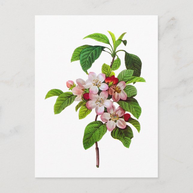 Postal Florecimiento de Apple rosa por Pierre Joseph Redo (Anverso)