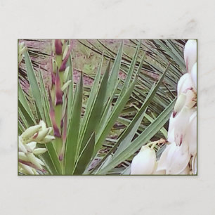 Postal Florecimiento de Bayonet Yucca en España