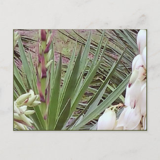 Postal Florecimiento de Bayonet Yucca en España