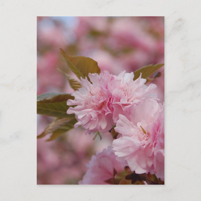 Postal Florecimiento de cerezo de primavera (Anverso)